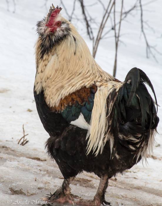 cold-weather-rooster